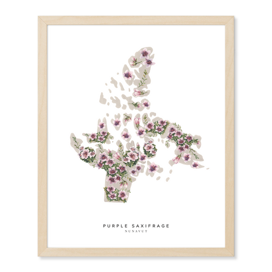 Nunavut Purple Saxifrage Print