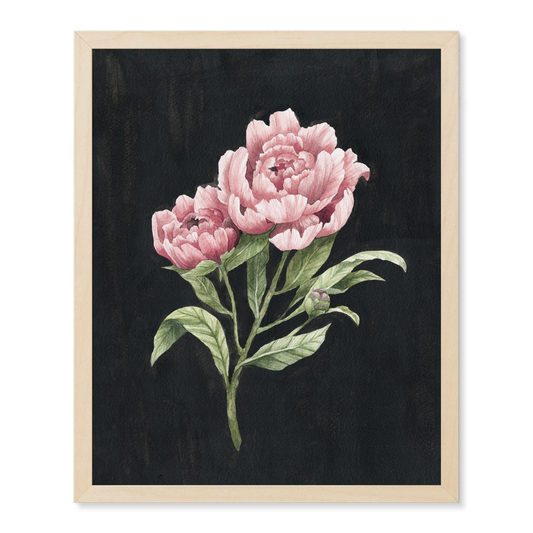 Midnight Peony Print