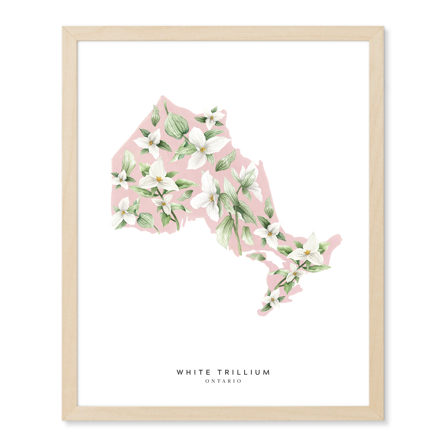 Ontario White Trillium Print