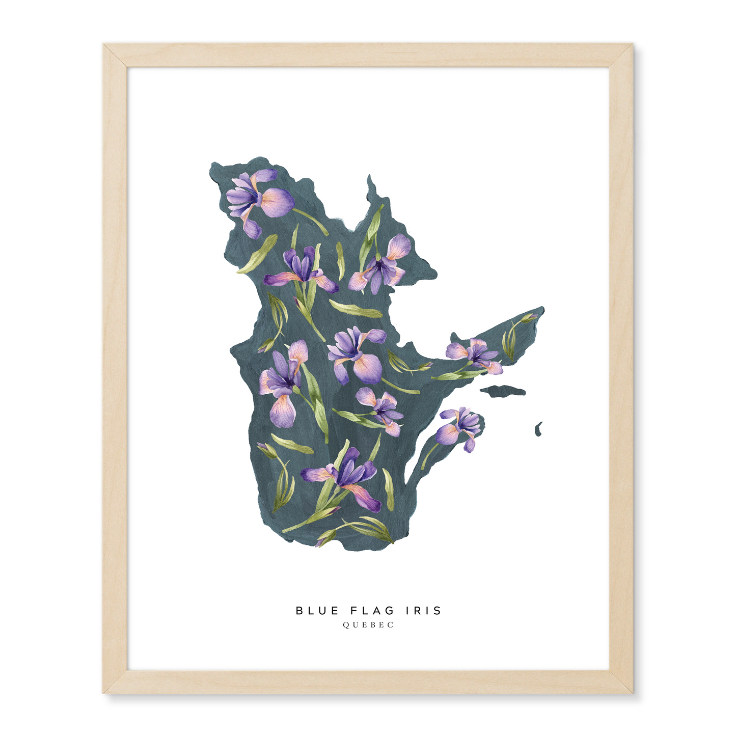 Quebec Blue Flag Iris Print