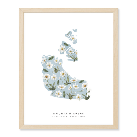 Northwest Territories Mountain Avens Print