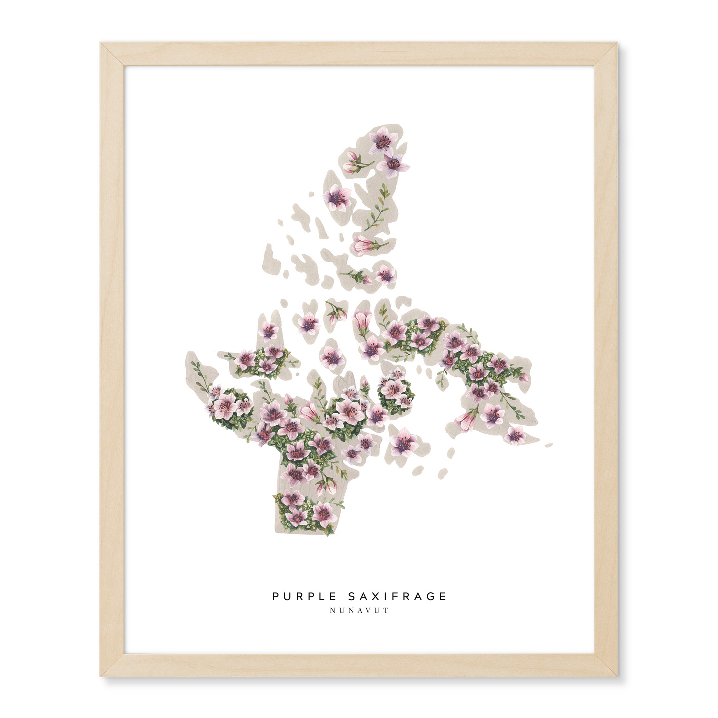 Nunavut Purple Saxifrage Print