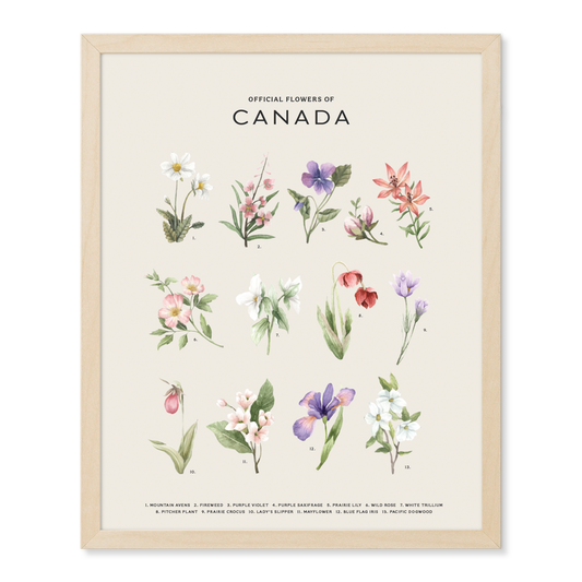 Official Flowers of Canada Print - Light